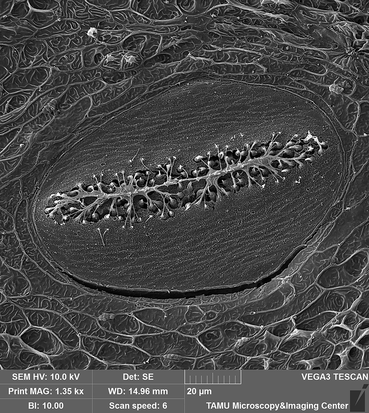 banjo race Funnel web spider Tescan Vega SEM – Microscopy and Imaging Center